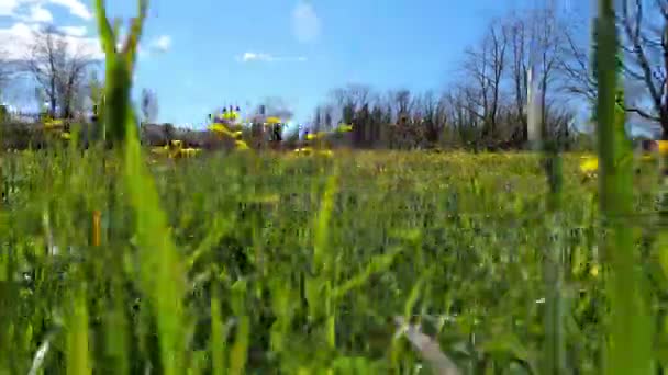 Blooming Yellow Dandelions Green Meadow High Quality Footage — 비디오