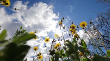 Yellow dandelions sway in the wind against a cloudy sky. High quality 4k footage