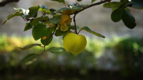 Yellow Quince Hanging Green Tree Branch High Quality Footage — Stockvideo