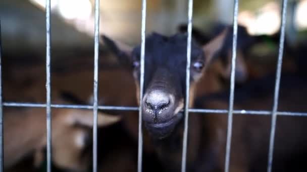 Goatlings Marrons Roem Uma Grelha Metálica Piquete Uma Fazenda Imagens — Vídeo de Stock
