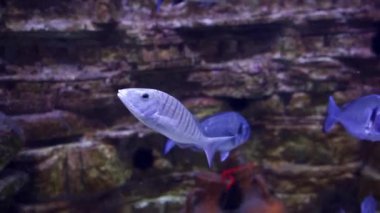 Blue fish swim in the aquarium in the oceanarium. High quality FullHD footage