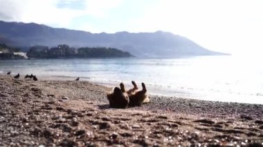 Dog lies on its back on a pebble beach by the sea. High quality 4k footage