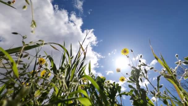 Желтые Полевые Цветы Качаются Ветру Против Облачного Неба Высококачественные Кадры — стоковое видео
