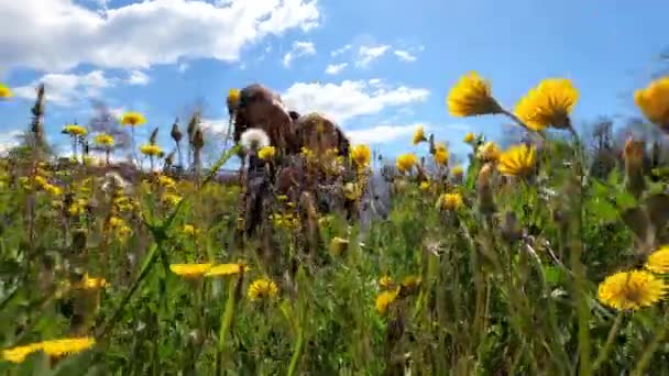 Little Girl Sits Arms Her Mother Weaving Wreath Dandelions Green — Stockvideo