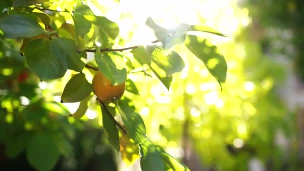 Green Branch Persimmon Ripe Fruit Bright Sunlight High Quality Footage — Stockvideo