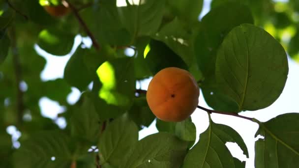 Yellow Persimmon Hangs Branch Green Leaves Sun High Quality Footage — Stockvideo