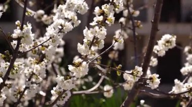 Bees collect nectar from a densely flowering cherry tree. High quality 4k footage
