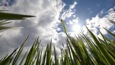 Green dense grass sways in the wind against a cloudy sky. High quality 4k footage