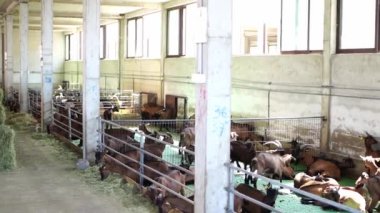 Herd of goats in paddocks on a farm eating hay and resting lying on the floor. High quality FullHD footage