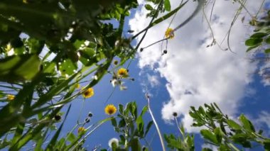 Yellow dandelions sway in the wind against a cloudy sky. High quality 4k footage