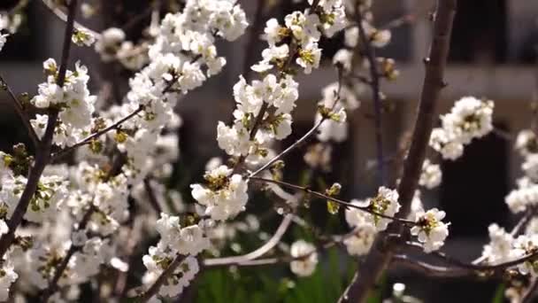 Bees Collect Nectar Densely Flowering Cherry Tree High Quality Footage — Wideo stockowe