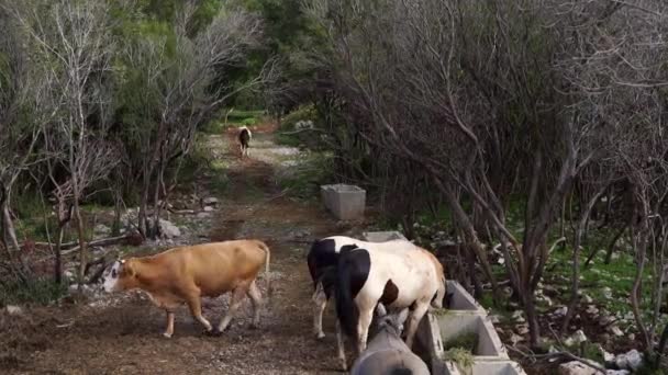Vacas Cavalos Comem Feno Alimentadores Parque Imagens Fullhd Alta Qualidade — Vídeo de Stock