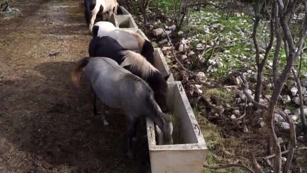Cavalos Comem Feno Alimentadores Parque Balançando Suas Caudas Imagens Fullhd — Vídeo de Stock