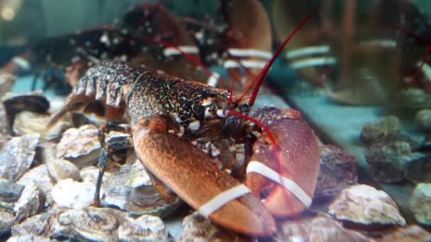 Crayfish Bound Claws Sits Rocks Bottom Aquarium High Quality Fullhd — Wideo stockowe