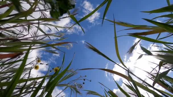 Blue Sky View Natural Frame Green Miscanthus Yellow Dandelions High — Vídeo de Stock