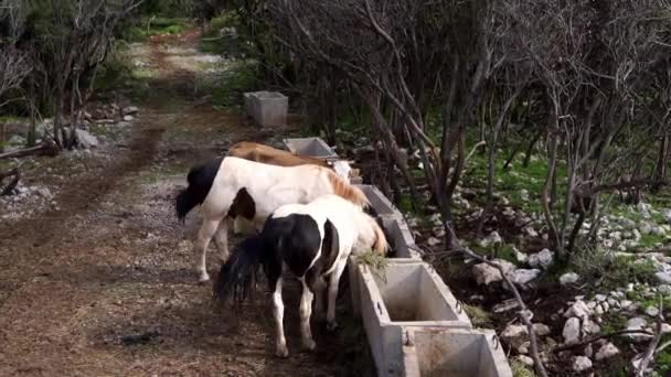 Άλογα Και Μια Αγελάδα Τρώνε Από Ταΐστρες Στο Πάρκο Κουνώντας — Αρχείο Βίντεο