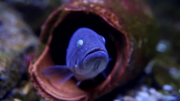 Риба Блакитного Ланцетного Кольору Виглядає Амфори Акваріумі Високоякісні Fullhd Кадри — стокове відео
