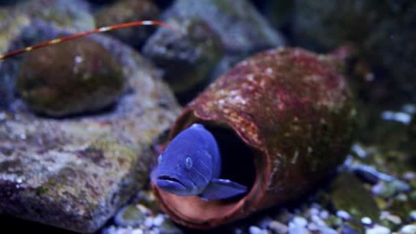 Motley Crayfish Walks Stones Aquarium Blue Catfish High Quality Fullhd — Wideo stockowe