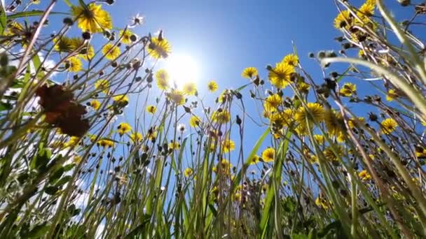 Mavi Gökyüzündeki Parlak Güneş Çimenlikteki Sarı Karahindibaların Üzerinde Parlıyor Yüksek — Stok video