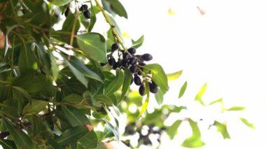 Black olives among green leaves on tree branches. High quality 4k footage
