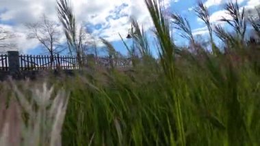 Green panicles of miscanthus sway in the wind in the park. High quality 4k footage