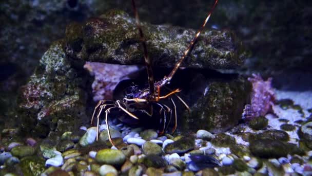 Bunte Hummer Stehen Auf Den Felsen Boden Des Aquariums Hochwertiges — Stockvideo