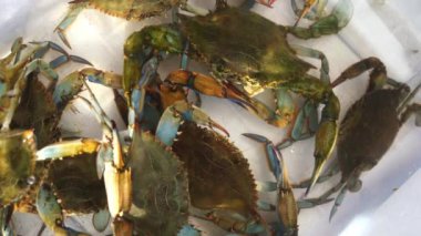 Live green crabs move and blow bubbles in a box of water. High quality 4k footage