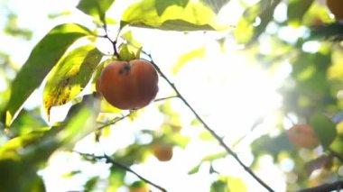 Yellow persimmon sways on a branch in bright sunlight. High quality 4k footage