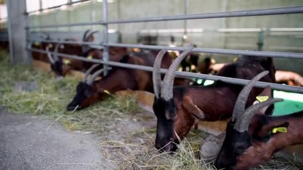 Brązowe Kozy Jedzą Siano Wychylając Się Zza Ogrodzenia Farmie Wysokiej — Wideo stockowe
