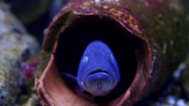 Blue Catfish Protrudes Amphora Lying Aquarium Opens Its Mouth High — Wideo stockowe