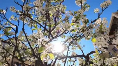 Blooming apple tree in the yard near the house against the blue sky. High quality 4k footage