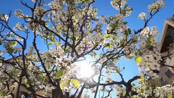 마당에서 하늘을 배경으로 사과나무를 피우고 고품질 — 비디오