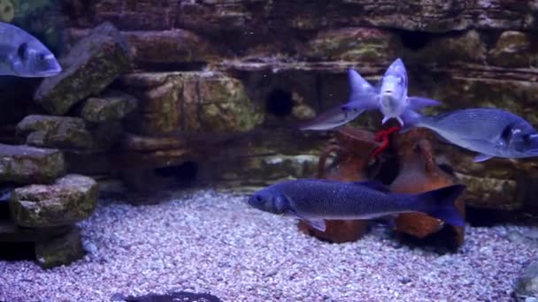 Silvery Fish Swim Amphorae Aquarium High Quality Fullhd Footage — Stockvideo