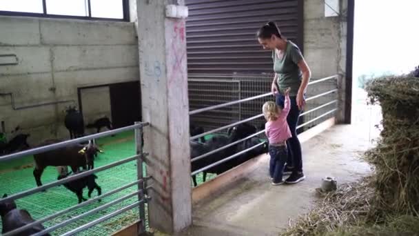 Mom Little Girl Feed Goats Paddock Farm High Quality Footage — Stockvideo