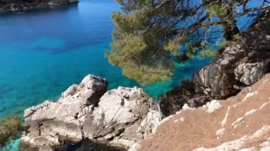 Coniferous trees grow on the rocks above the azure sea. High quality 4k footage