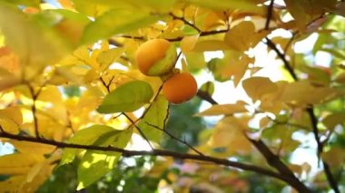 Güneş olgun meyvelerle dolu bir hurma ağacının sarı yapraklarından süzülür. Yüksek kalite 4k görüntü