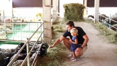 Little girl standing next to dad feeding hay to sheep at farm. High quality 4k footage