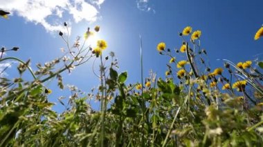 Yellow dandelions sway in the wind against a cloudy sky. High quality 4k footage