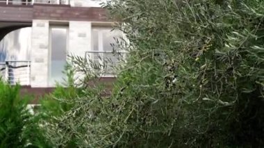 Evin yakınındaki bahçede rüzgarda sallanan zeytin ağacı. Yüksek kaliteli FullHD görüntüler