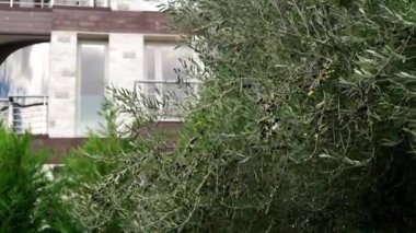 Olive tree swaying in the wind in the garden near the house. High quality FullHD footage