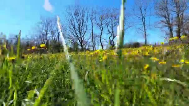 Meadow Yellow Dandelions Green Grass Blue Sky High Quality Footage — Vídeo de stock