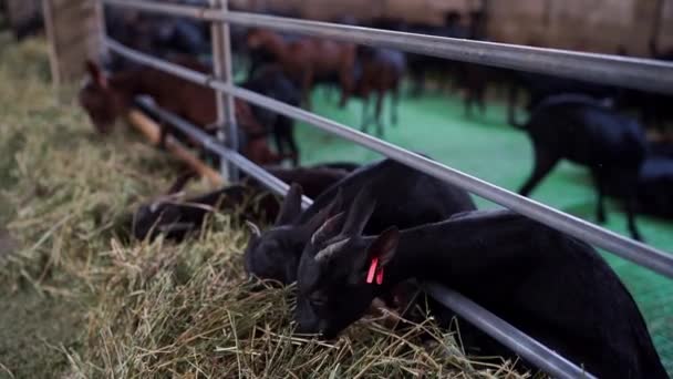 Des Chèvres Noires Avec Des Marques Oreille Roses Mangent Foin — Video