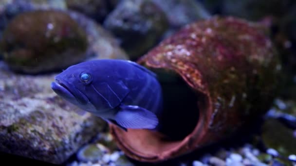 Błękitny Sum Pływa Nad Amforą Leżącą Dnie Akwarium Wysokiej Jakości — Wideo stockowe
