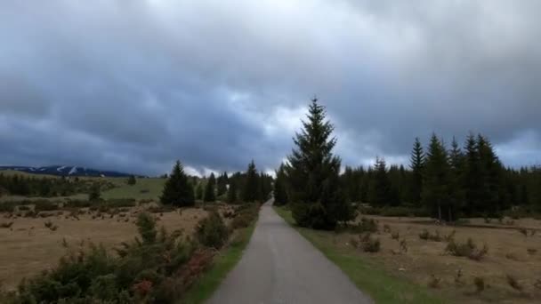 Narrow Asphalt Road Coniferous Trees Mountain Valley High Quality Footage — Stok video