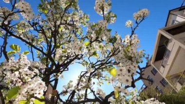 Blooming apple tree in the yard against the blue sky. High quality 4k footage