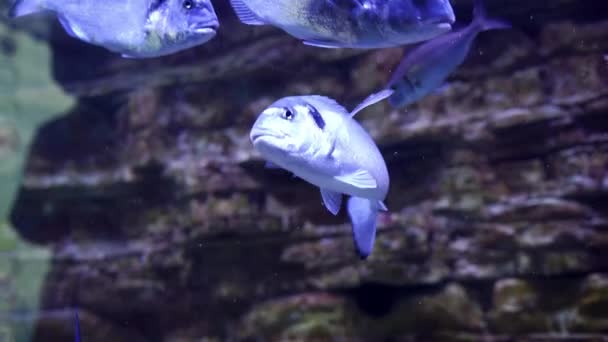 Ψάρια Που Κολυμπούν Κοντά Στον Τοίχο Του Ενυδρείου Υψηλής Ποιότητας — Αρχείο Βίντεο