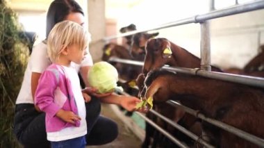 Mom and little girl feed cabbage to goats in a paddock at the farm. High quality 4k footage