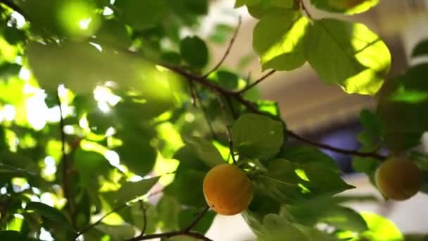 Yellow Persimmon Green Leaves Sways Branch Bright Sunlight High Quality — Stockvideo