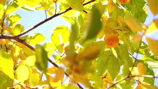 Orange Persimmon Hangs Branches Yellowed Leaves Sky High Quality Footage — Stockvideo