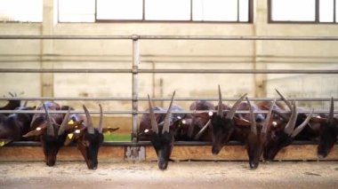 Goats eat grain from behind a fence on a farm, pushing each other. High quality 4k footage